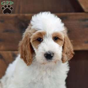 Adam, Goldendoodle Puppy